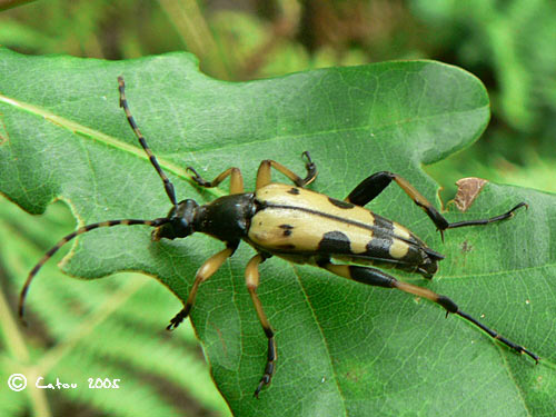 La Lepture Tachete Ruptela maculata 