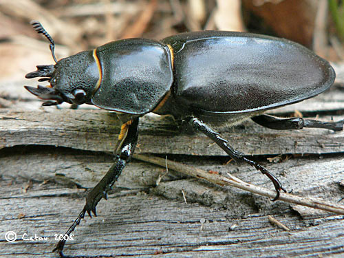 Le lucane Lucanus cervus