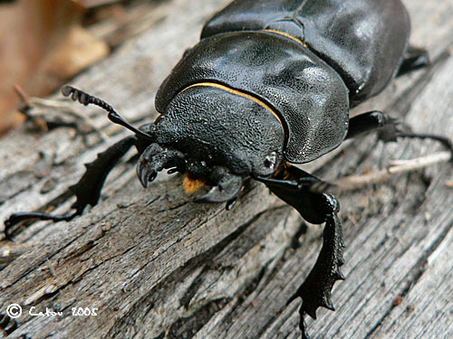 Le lucane Lucanus cervus