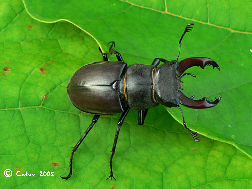 Le lucane Lucanus cervus