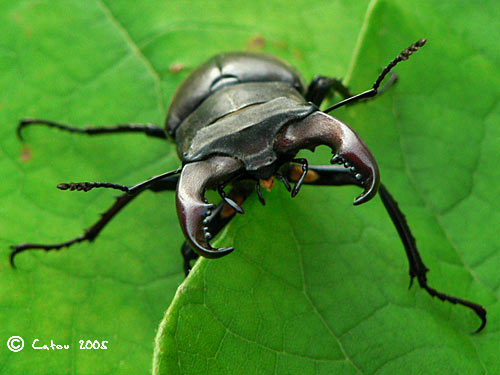 Le lucane Lucanus cervus