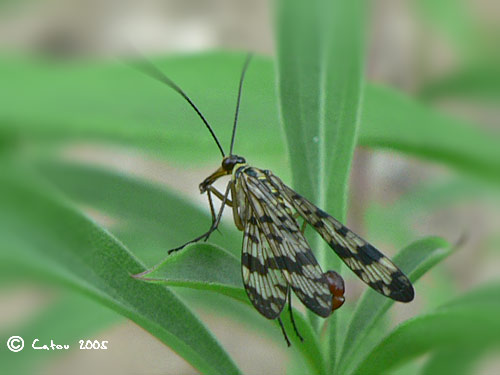 Panorpa meridionalis 