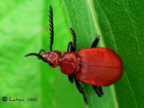Pyrochroa serraticornis