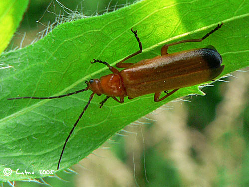 Le Tlphore fauve Rhagonycha fulva