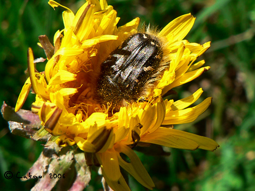 tropinota hirta