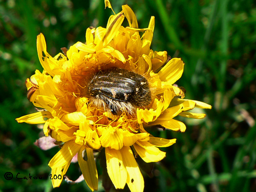 tropinota hirta
