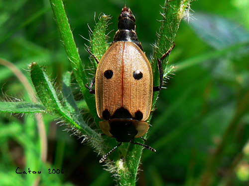 xylodrepa quadripunctata 