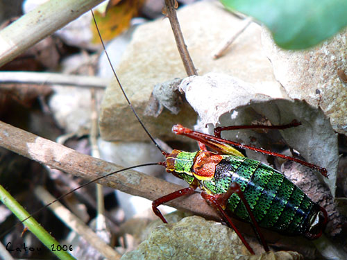 Barbitiste des bois Barbitistes serricauda