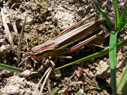 Le Criquet ensanglant Stethophyma grossum
