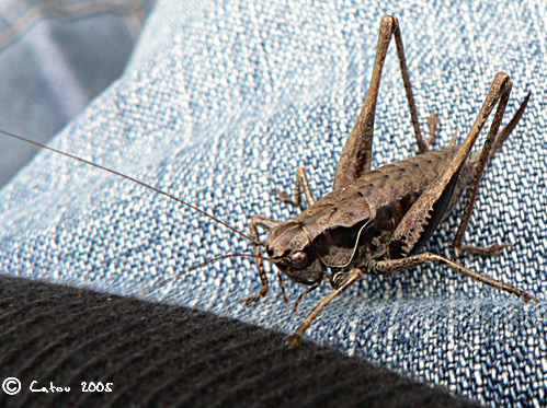La Decticelle cendre Pholidoptera griseoaptera