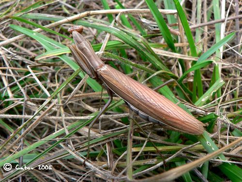 La mante religieuse Mantis religiosa