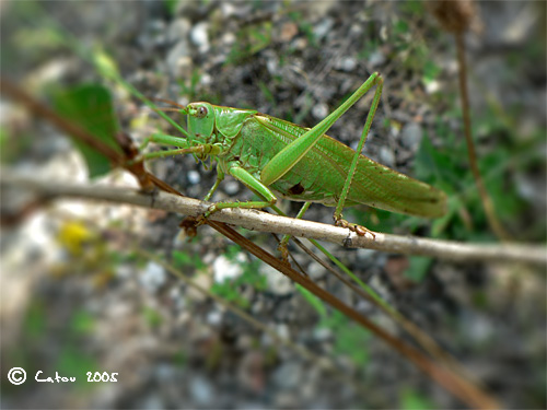 Grande sauterelle verte Tettigonia viridissima 