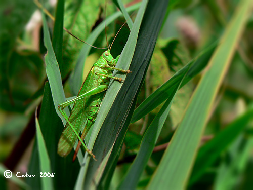 Grande sauterelle verte Tettigonia viridissima 