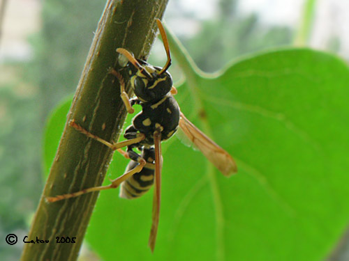 Gupe commune Vespula vulgaris 