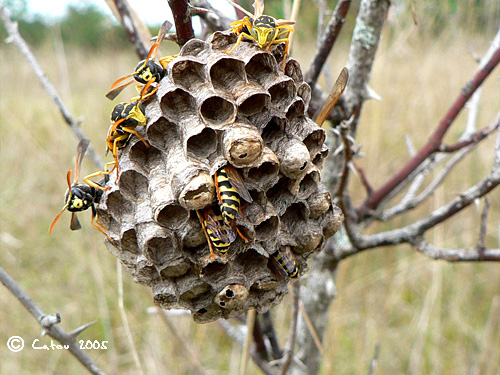 Gupe commune Vespula vulgaris 
