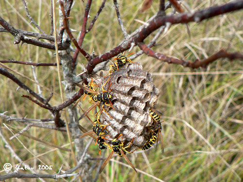 Gupe commune Vespula vulgaris 