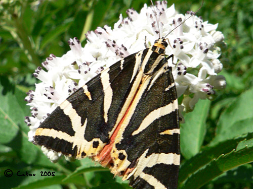 Ecaille chine Callimorpha quadripunctaria