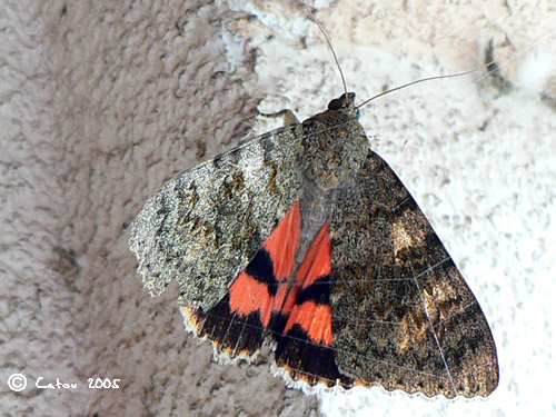 Lichene rouge catocala nupta 
