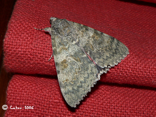 Lichene rouge catocala nupta 
