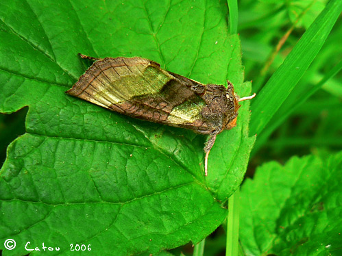La plusie vert dore Diachrysia Chrysitis 
