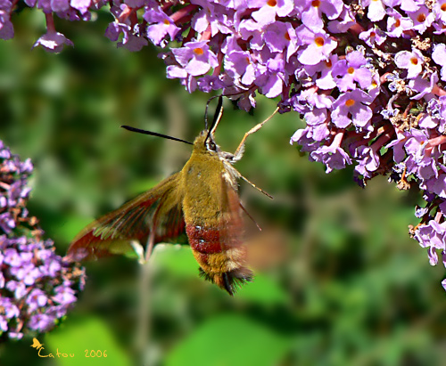 Le Sphinx-gaz Hemaris fuciformis 