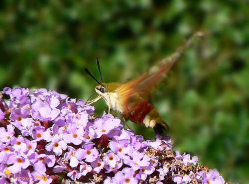 Le Sphinx-gaz Hemaris fuciformis 
