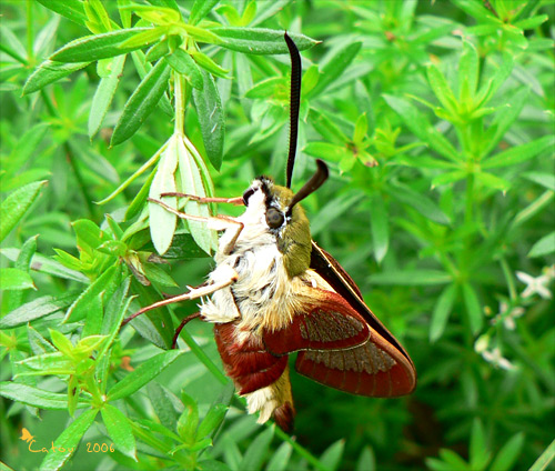 Le Sphinx-gaz Hemaris fuciformis 