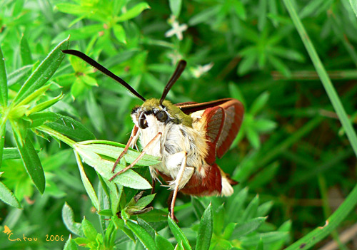 Le Sphinx-gaz Hemaris fuciformis 