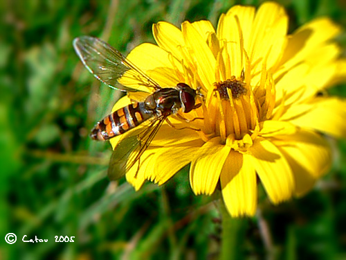 Syrphe ceintur Episyrphus balteatus