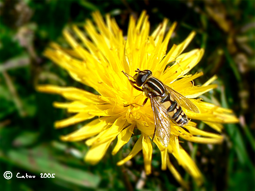 Helophilus pendulus