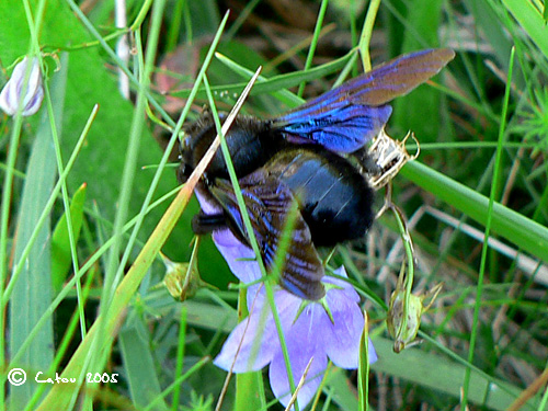 Abeille charpentire Xylocopa violacea 