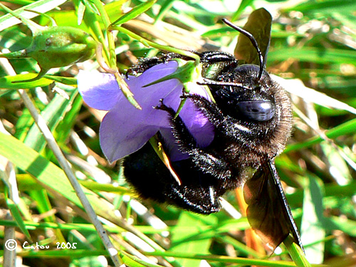 Abeille charpentire Xylocopa violacea 