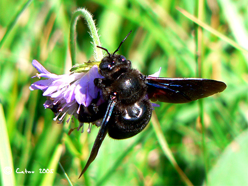 Abeille charpentire Xylocopa violacea 