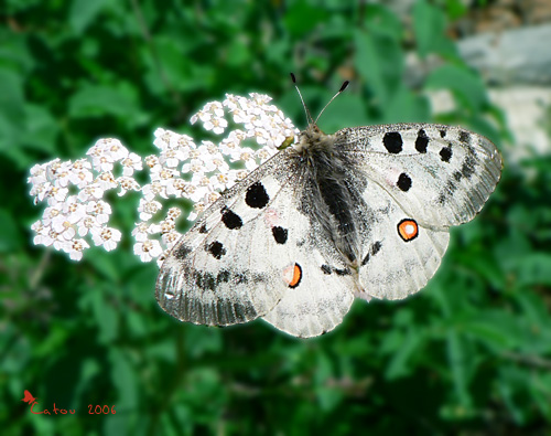 Apollon Parnassius apollo 