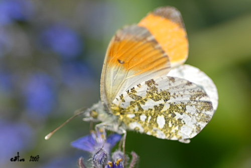 L'Aurore Anthocharis cardamines 