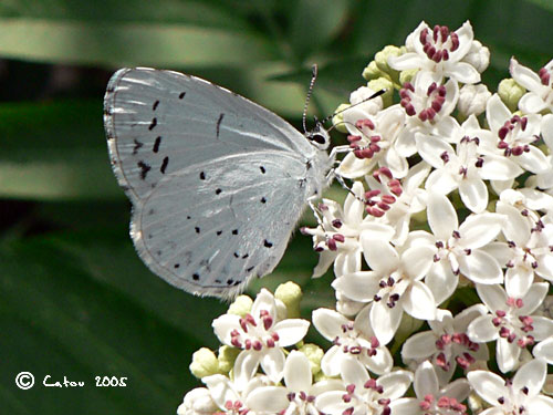 Azur des nerpruns Celastrina argiolus