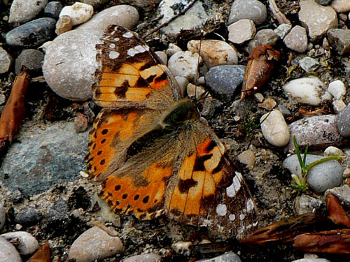 La belle dame Vanessa atalanta