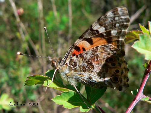 La belle dame Vanessa atalanta