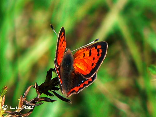 Le Cuivr commun Lycaena phlaeas