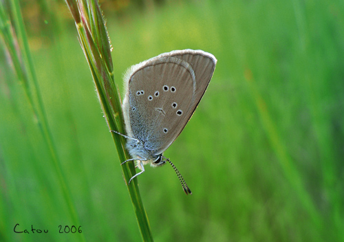 Le Demi-Argus Cyaniris semiargus 