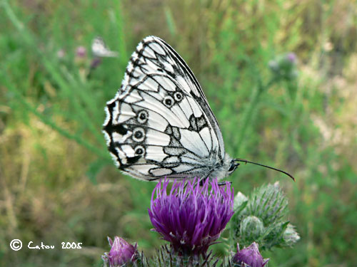 Demi-deuil Melanargia galathea
