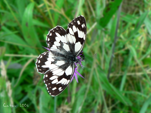 Demi-deuil Melanargia galathea 