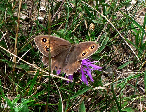 La Grande Coronide Satyrus ferula