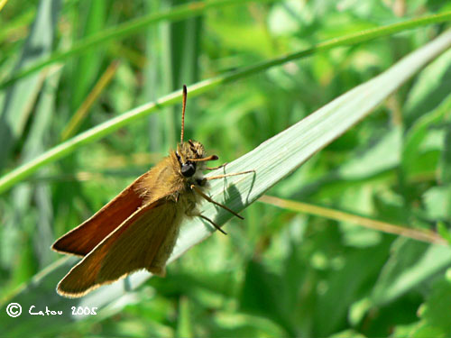 Hesprie du dactyle Thymelicus lineolus
