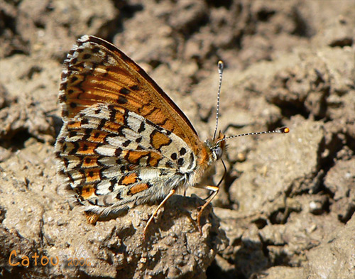 La Mlite du plantain Melitaea cinxia 
