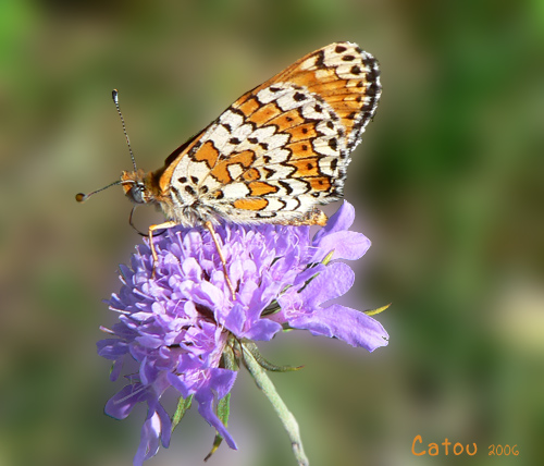 La Mlite du plantain Melitaea cinxia 