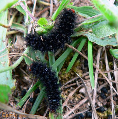 La Mlite du plantain Melitaea cinxia 