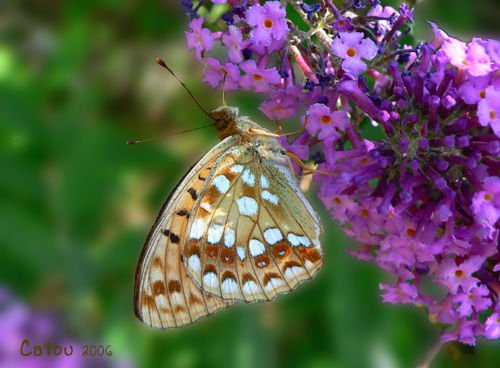 Le Moyen Nacr Argynnis adippe 
