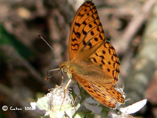 Le Moyen Nacr Argynnis adippe 