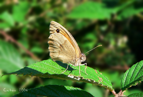 Le Myrtil Maniola jurtina